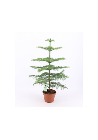 Salon Çamı Arokarya Araucaria 60-80 Cm Ev Bitkisi Ofis Bitkisi Salon Bitkisi