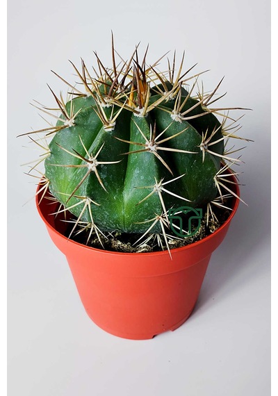 Şapkalı Kaktüs Melocactus Matanzanus 12 Cm Kırmızı Saksıda