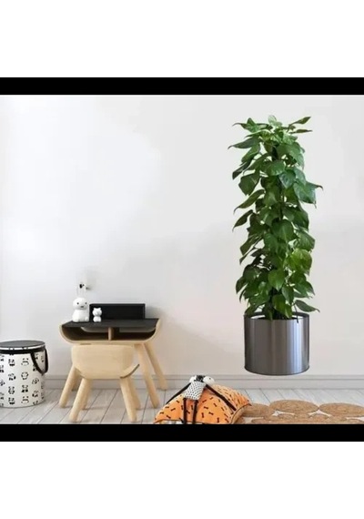 Hubrendy Emin Saksılı Bitki Tasarımlı Yapışkanlı Sticker Resim 90 30 Cm Mc-665