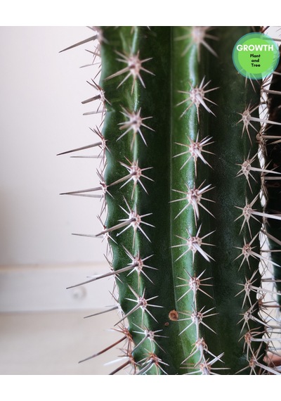 Abarginum Kaktüs 43cm 1 Adet