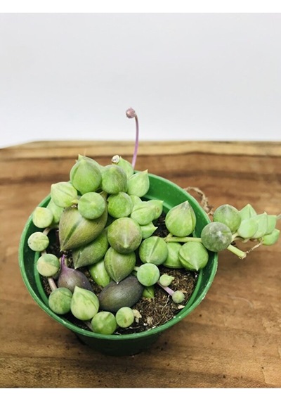 Senecio Rowleyanus Variegata Sarı Yeşil Renkli Tesbih Çiçeği
