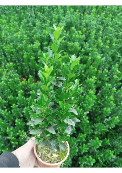 Mezar - Kabir Bitki Seti - 20 Adet Yeşil Taflan Greenspire 25-30