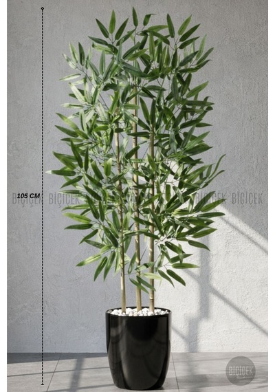 110 Cm Bambu Ağacı Siyah Yakut Saksıda