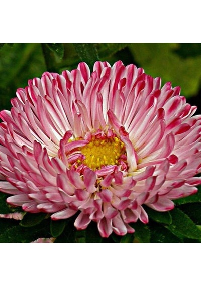 10 Adet Natural Aster Milady Pink Heirloom Tohumu