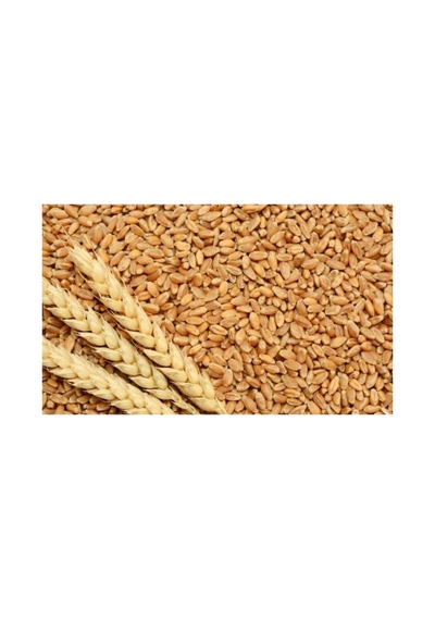 İşlenmemiş Buğday 1 Kg Topraktan Halka