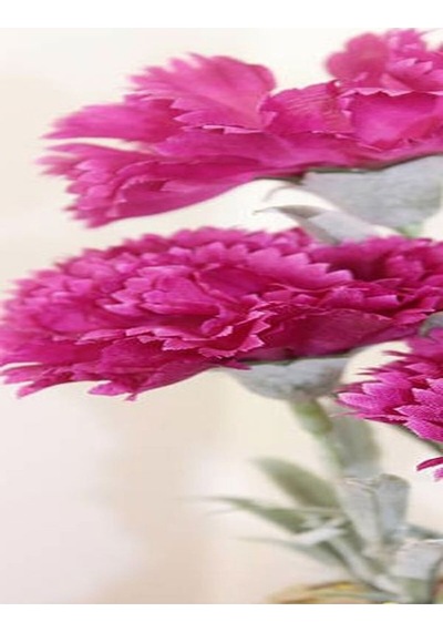 Videolu 1 Adet Kokulu Pembe Karanfil Çiçeği 20-30 Cm Tüplü Çiçekli Bodur Bitkiler Carnation