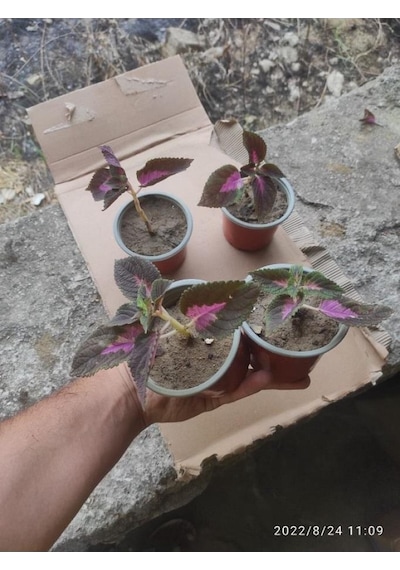 Yaprak Güzeli Çiceği Fidanı 10-20 Cm
