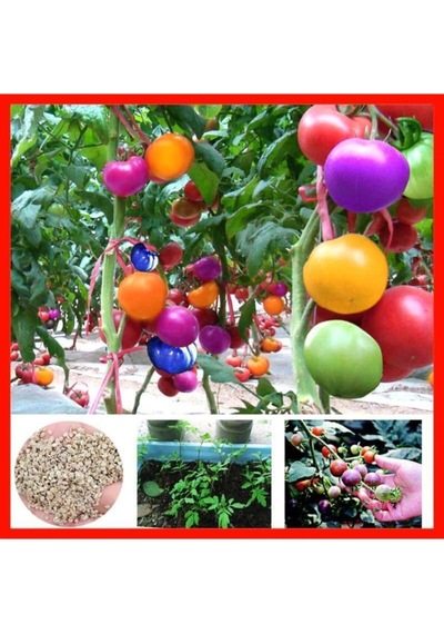 Gökkuşağı Cherry Domates Tohumu Regarenk Domates Tohumu Ekim Seti 10 Adet Tohum + Saksı+toprak
