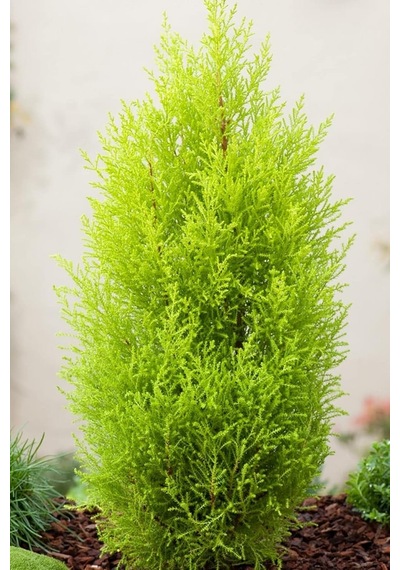 Dashing Look Limon Çamı Ağacı Tohumu / 5 Adet Tohum Th-2022dshnglkthm226