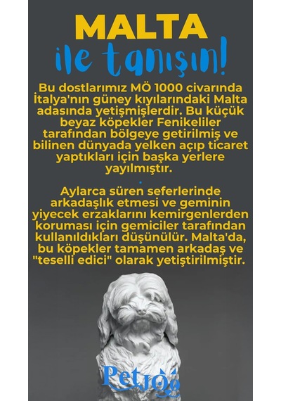 Petjoo 12.Malta Mavi-Sarı Qr'lı Köpek Künyesi