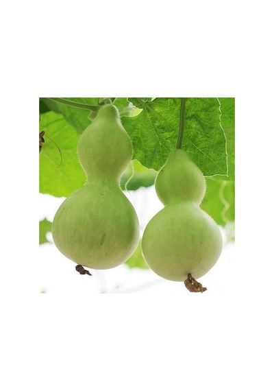 Su Kabağı Çiçek Tohumu Lagenaria Siceraria 1 Paket 5 Adet