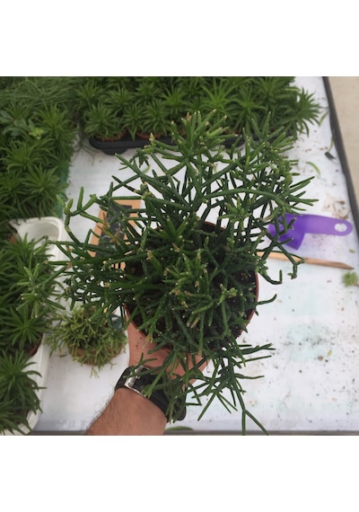 Rhipsalis Heteroclada Ø12 CM Y15-20 CM