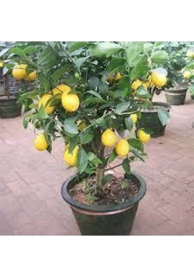 5 Adet Tohum Bodur Bonsai Limon Ağacı Tohumu Italyan Limon Seti Saksı Toprak Sürpriz Heidye Tohum..