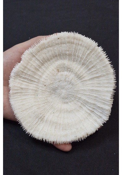 Mantar Mercan Dekoratif Parça Mushroom Coral 9dm