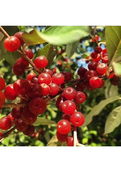 Güz Zeytini Eleagnus Umbellata Fidanı 150 -180 Cm Boyunda Me...