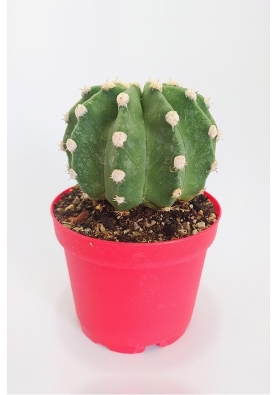 Echinopsis Subdenudata Özel Tür 8.5 CM Kırmızı Kaktüs
