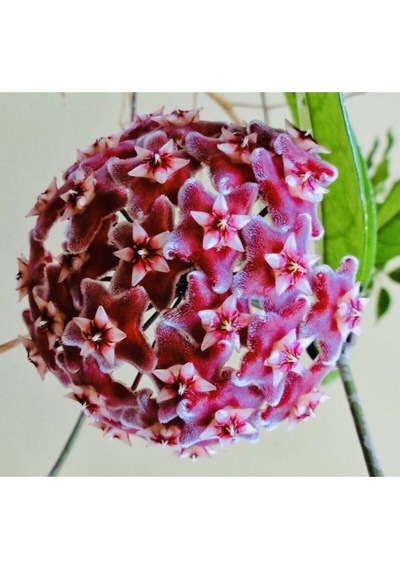 Hoya Pubicalyx 30-40cm Boyunda Kokulu Mum Çiçeği Bitkisi