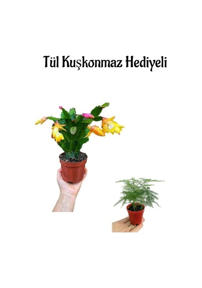 Hediyelik Sarı Renk Yılbaşı Çiçeği Kadınlar Gününe Özel Tül Kuşkonmaz