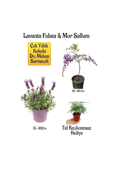 Yoğun Kokulu Lavanta+kokulu Mor Salkım Ağacı Fidanı Tül Kuşkonmaz Hediyeli Bahçe Seti