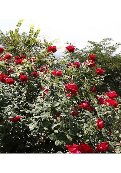 Gül Fidanı Kokulu Kırmızı Renkli 40 65 Cm Saksılı Aşılı Gül Red Rose