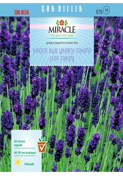 Miracle Hidcote Blue Lavanta Tohumu 100 Tohum