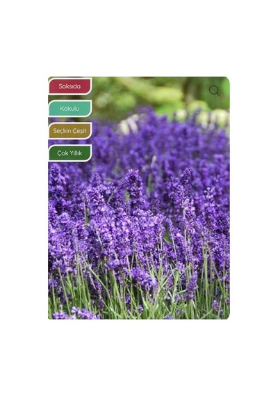 Lavanta Fidanı İngiliz Lavandula Angustifolia Hidcote, Saksıda, Kokulu, Çiçek Açan, Çalı