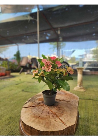 Japon Iğnesi Dikenler Tacı Euphorbia Milii Fidanı Saksılı 10-20 Cm
