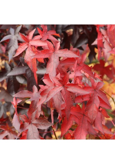 Kırmızı Yapraklı Amerikan Sığla Ağacı Fidanı 1-2 Yaşında
