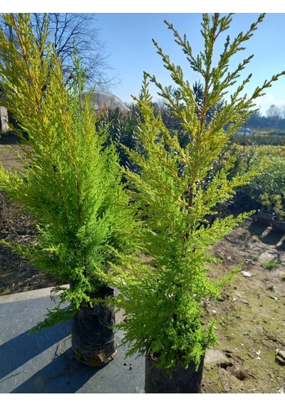 10 Adet Limon Çamı, Limon Servi 60-80 Cm. Siyah Poşette