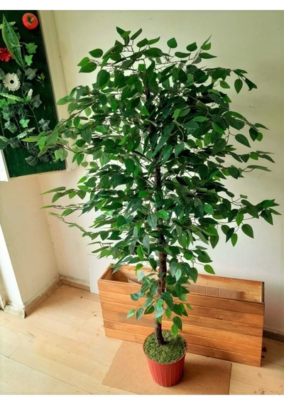 Yapay Benjamin Ağacı 1.60 Mt Boy Ficus Benjamia Islak Canlı Doku Doğal Görünüm Yeşil Karışık