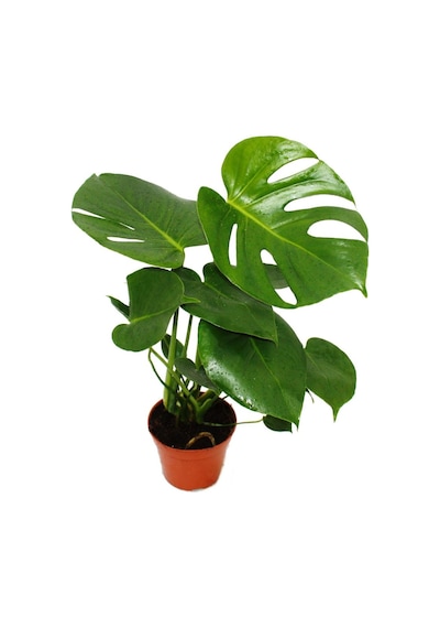 Monstera -  Deve Taban 40- 60 cm 2 Adet