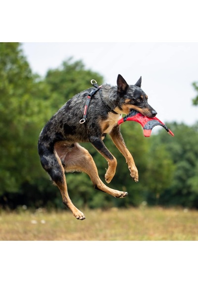Ezydog Çekme Koşum Takımı Cross Check Koşum Takımı Eğitimi, Dolgulu, Yansıtıcı Küçük, Orta Ve Büy Genel