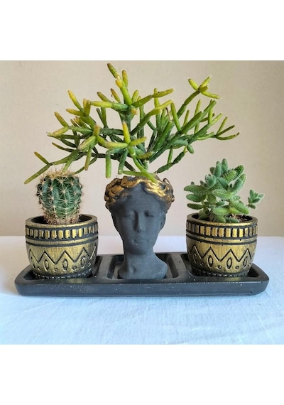 Kaktüs & Rhipsalis & Sedum 3'lü Sukulent Seti | Helen Siyah & Gold Seri