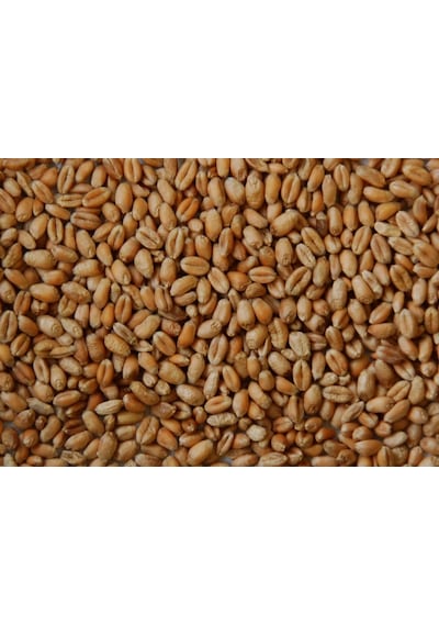Buğday ÇeLik Ve Mısır Için Organik Hümik Asit Fullmol 20KG