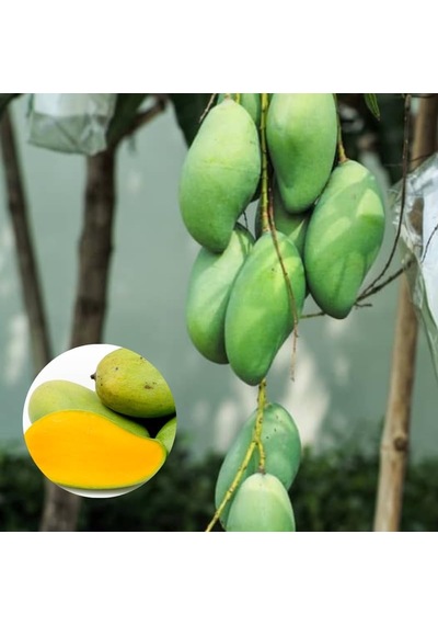 Aşılı Keo Mango Fidanı - 2 Yaş - Tüplü 60-70 Cm - En Erken Meyve Veren Verimli Egzotik Çeşit