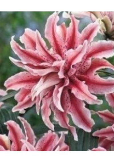 3 Adet Lilyum Çiçeği Soğanı Kokulu Ebruli Pembe