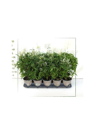 Jasminum Polyanthum Jasmine Kokulu Çim Yasemini Beyaz 1 Adet Saksılı 30-60cm