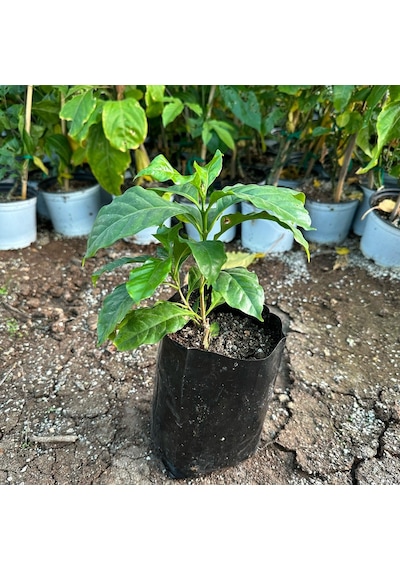 Sınırlı Stok Bourbon Kahve Fidanı Küçük Boy, Tüplü