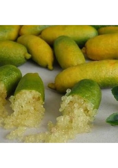 Finger Lime Sunshıne Yellow Bize Özel Sınırlı Stok