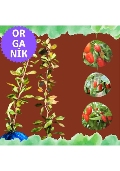 Organik Goji Berry Fidanı Kurtüzümü 2adet- Sarmaşık Türü
