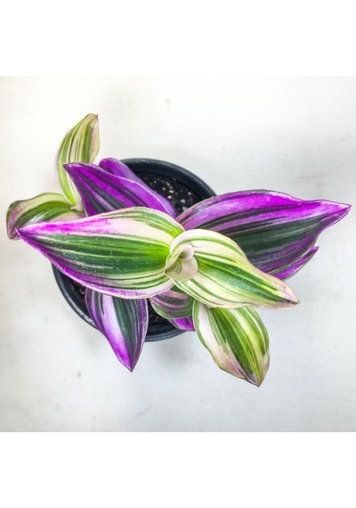 Tradescantia Nanouk Pembe Telgraf Çiçeği 8.5 Cm Saksıda