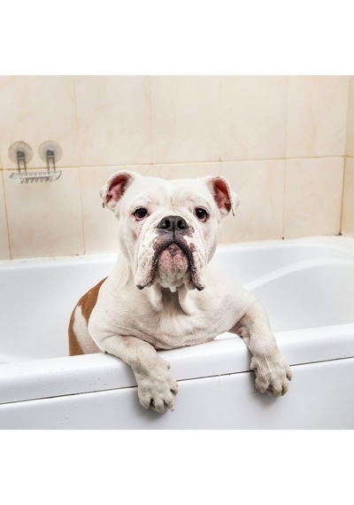 Tr Maracuja Shampoo Long Coat Uzun Tüylü Kedi Ve Köpekler İçin Çarkıfelek Meyveli Şampuan 500 Ml