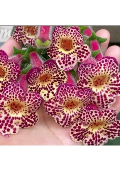 Özel Çeşit Ni's Whence Kohleria Japon Küpelisi Çiçeği Fidesi Mini Potta