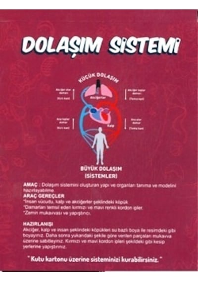 Misyon Kiwi Dolaşım Sistemleri Çalışması