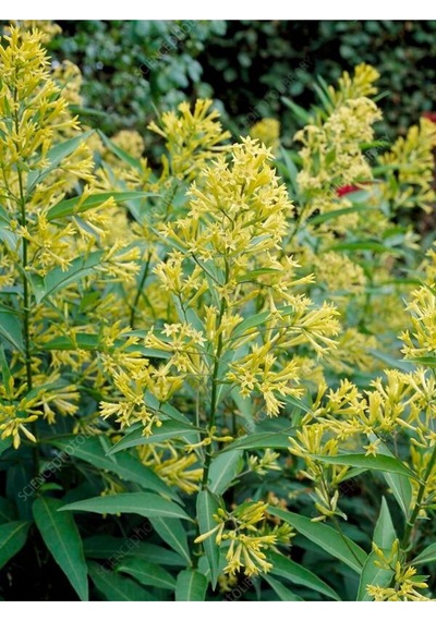 Yoğun Kokulu Melisa Parfüm Çiçeği Bitkisi 1 Adet Saksılı/ Tüplü 40-60 Cm Cestrum Parqui
