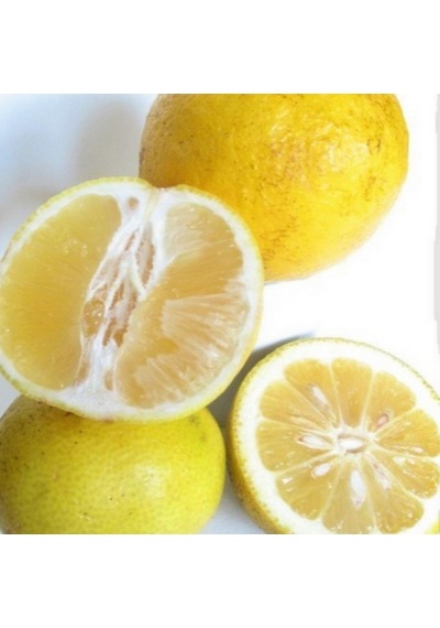 Tüplü Aşılı Nadir Bulunan Tatlı Şeker Limon Fidanı