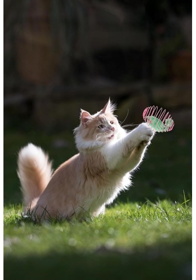 Yaylı Metal Fareli Kafes Kedi Oyun Topu Sıçrayan Spiral Kedi Oyuncağı İle Eğlenceli Ve Aktif Zamanlar