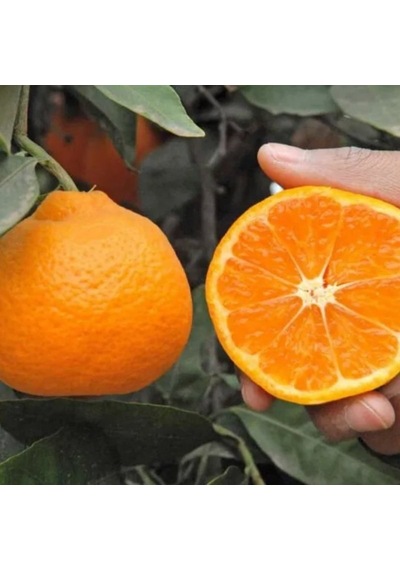 Tüplü Kokulu Çekirdeksiz Aroması Yüksek Okitsu Mandalina Fidanı