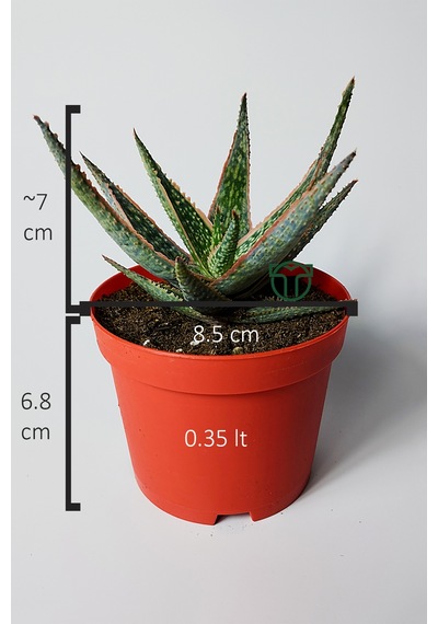 Aloe Christmas Carol Sukulent Renkli Yapraklı Koleksiyon Aloe