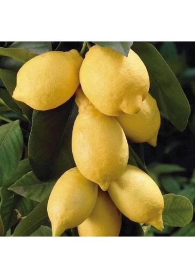 Tüplü Bodur Saksılık Kara Limon Fidanı